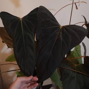 Anthurium RLFS x (Mr. Worldwide x RLFS) dark dagger seedling