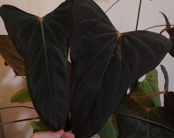 Anthurium RLFS x (Mr. Worldwide x RLFS) dark dagger seedling