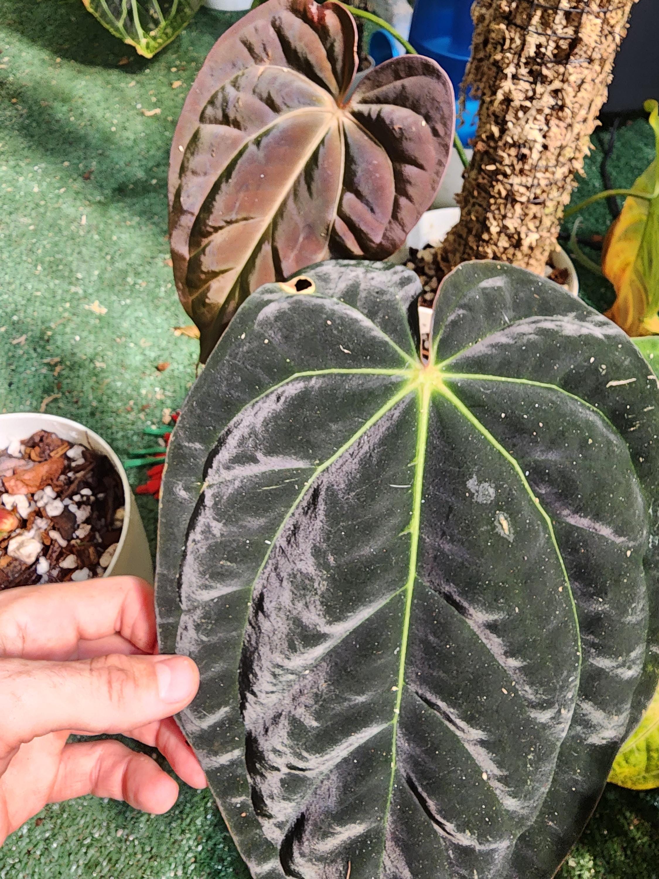 Anthurium Michelle Zara X (bess X BVEP 'felix') Seedling - Etsy