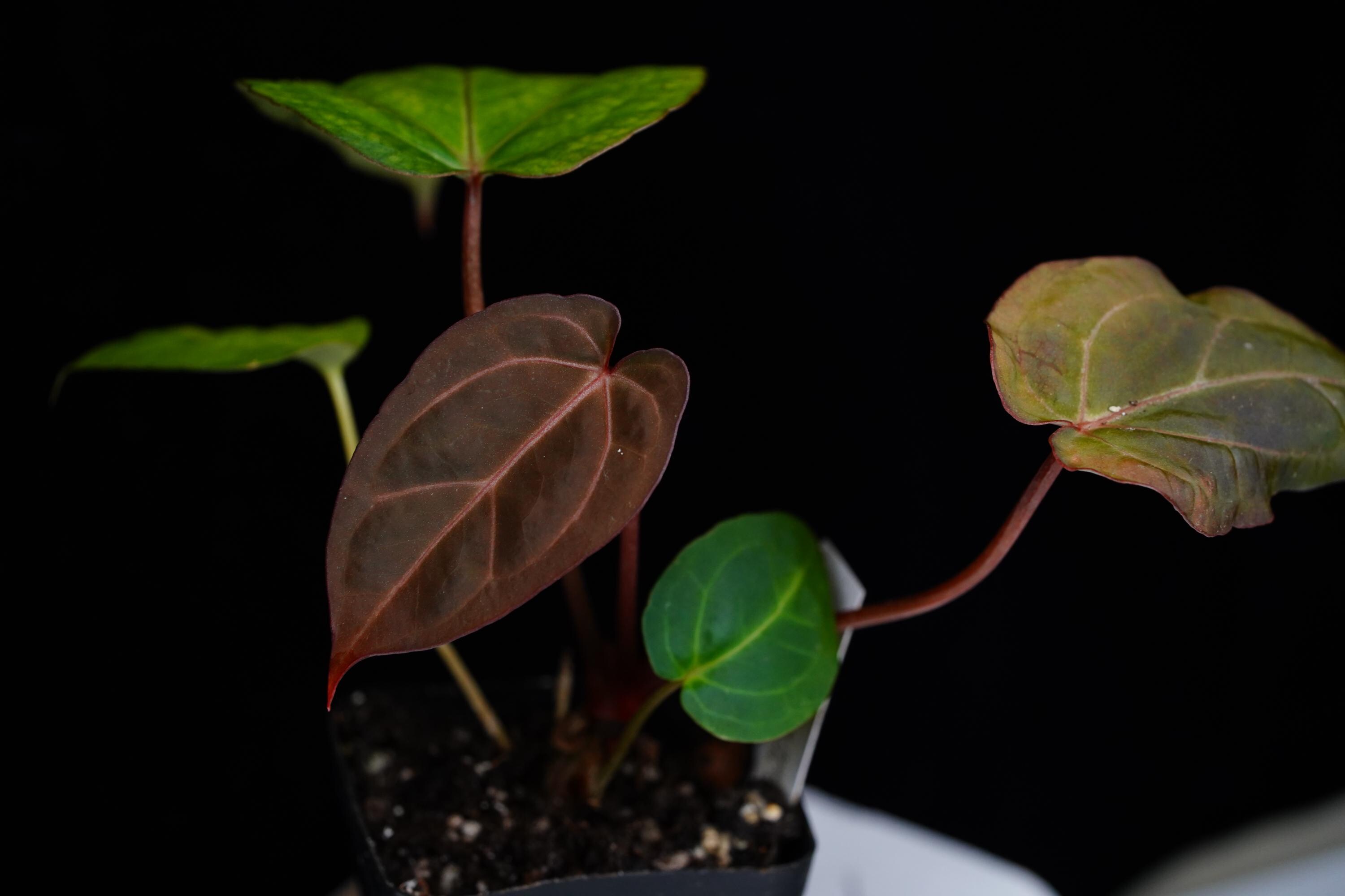 Anthurium Necromancer Dreamweaver X RLFS Carla 'amanda' Large