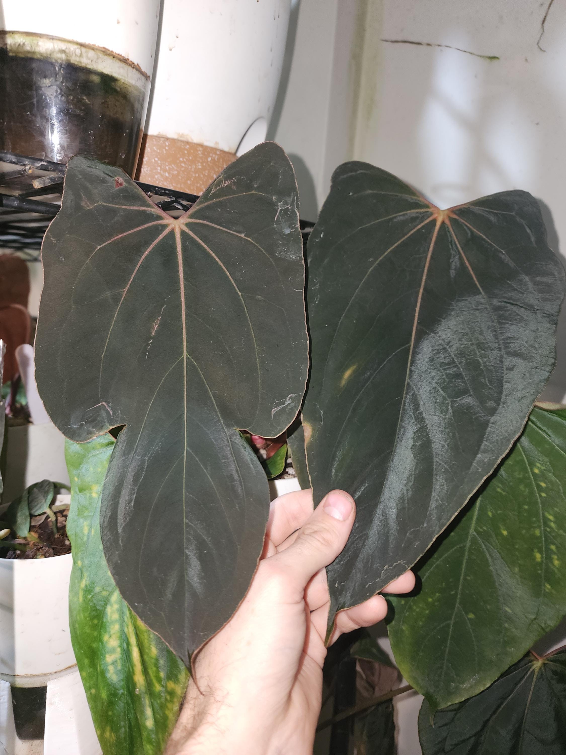 Anthurium Papillilaminum 'ralph Lynam' Sprout - Etsy