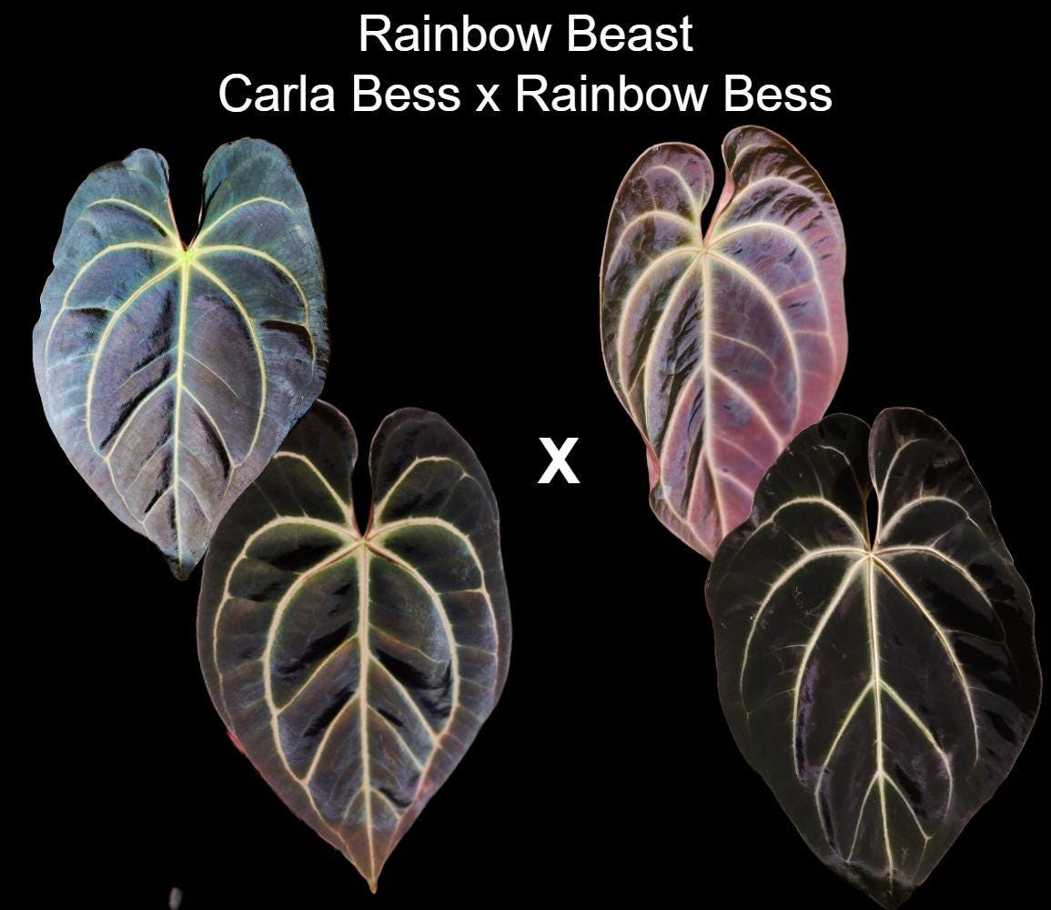 アンスリウム　portillae✖️RVDP 斑入り アンスリウム portillae✖️RVDP 斑入り アンスリウム portillae