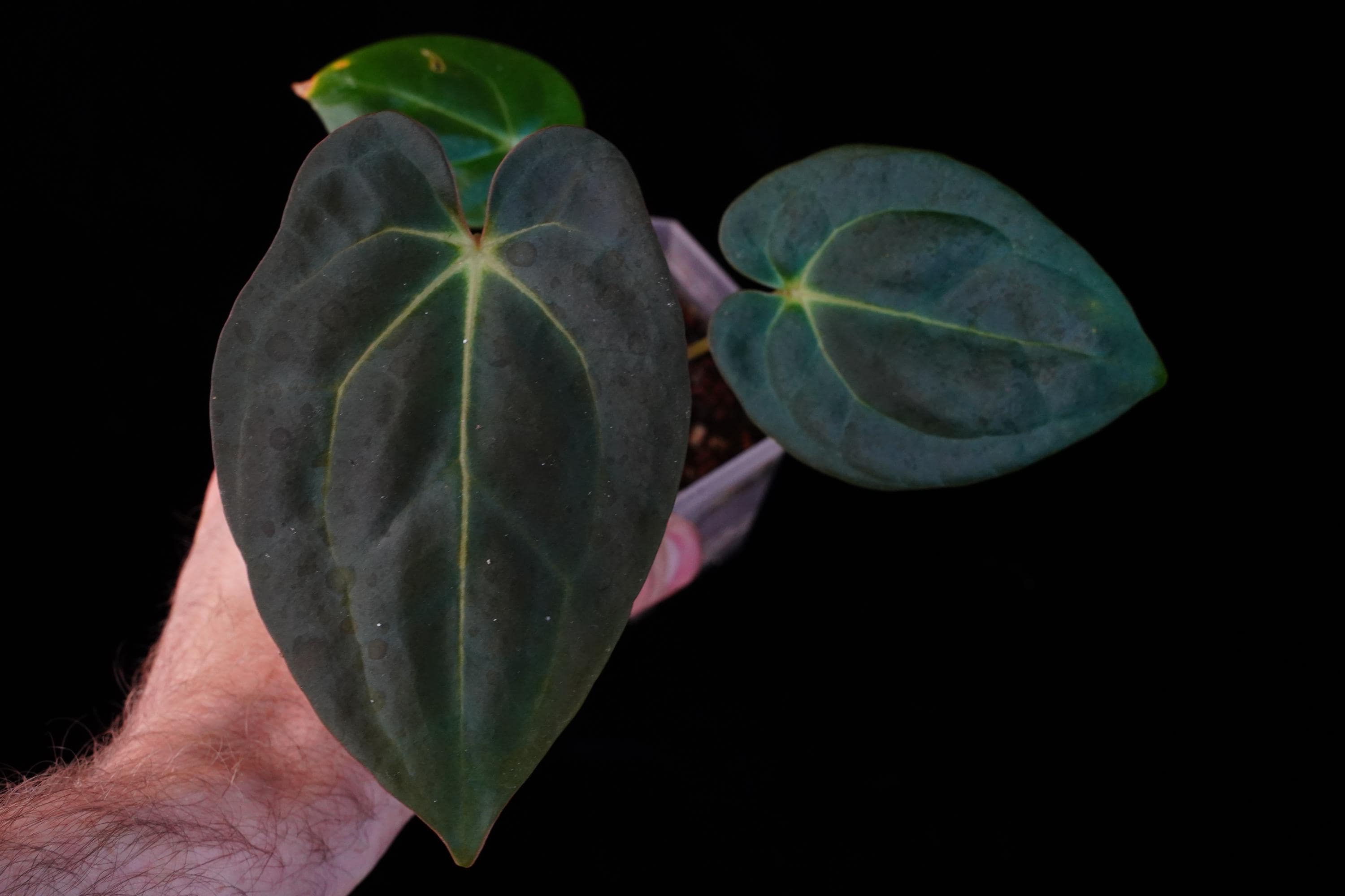 Anthurium RLFS Carla 'amanda' X Rainbow Besseae Aff Seedling - Etsy