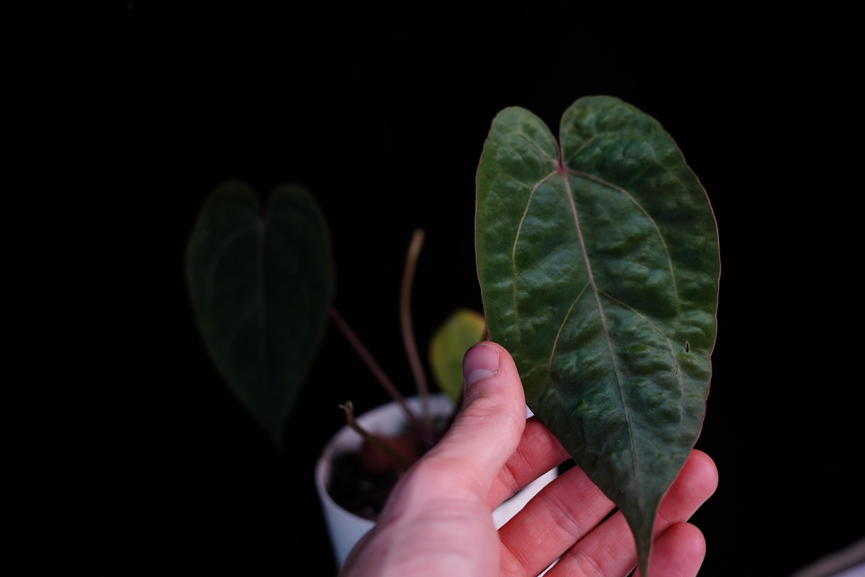 Anthurium Necromancer Dreamweaver X RLFS Carla 'amanda' Large