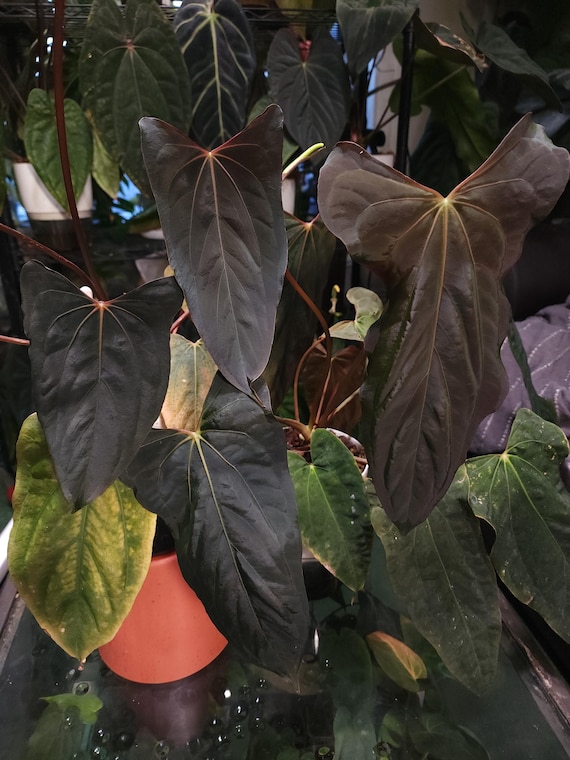 Anthurium Papillilaminum 'ralph Lynam' Sprout - Etsy