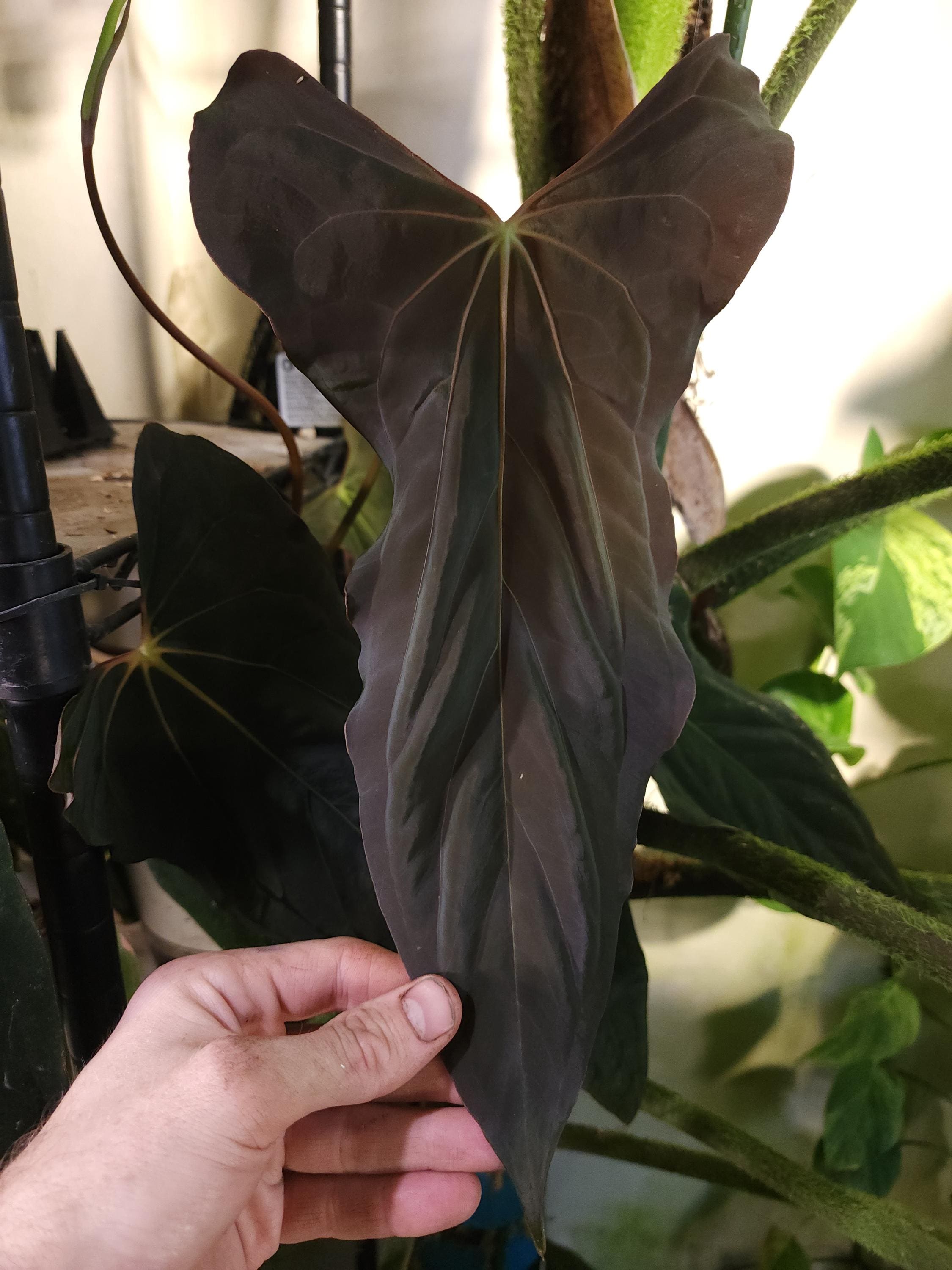 Anthurium Papillilaminum 'ralph Lynam' Sprout - Etsy