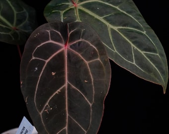Anthurium Michelle X Zara X RC X King of Spades 4” - US SELLER - Etsy