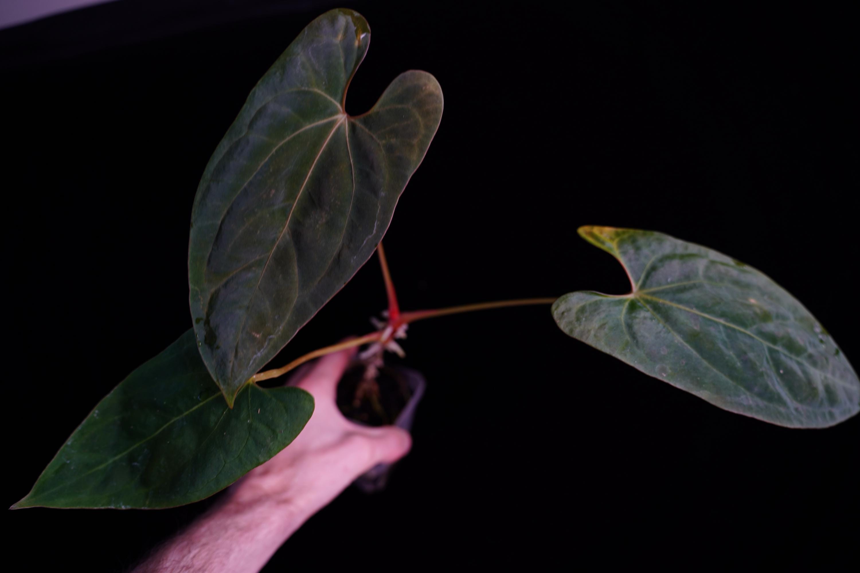 Anthurium (dressleri 'oliver' X Sp. Nov DF) X (FSRL X BVEP) Select