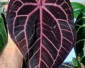 Anthurium Blue Velvet x Michelle Zara large seedling