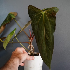 Anthurium Portillae X - Etsy