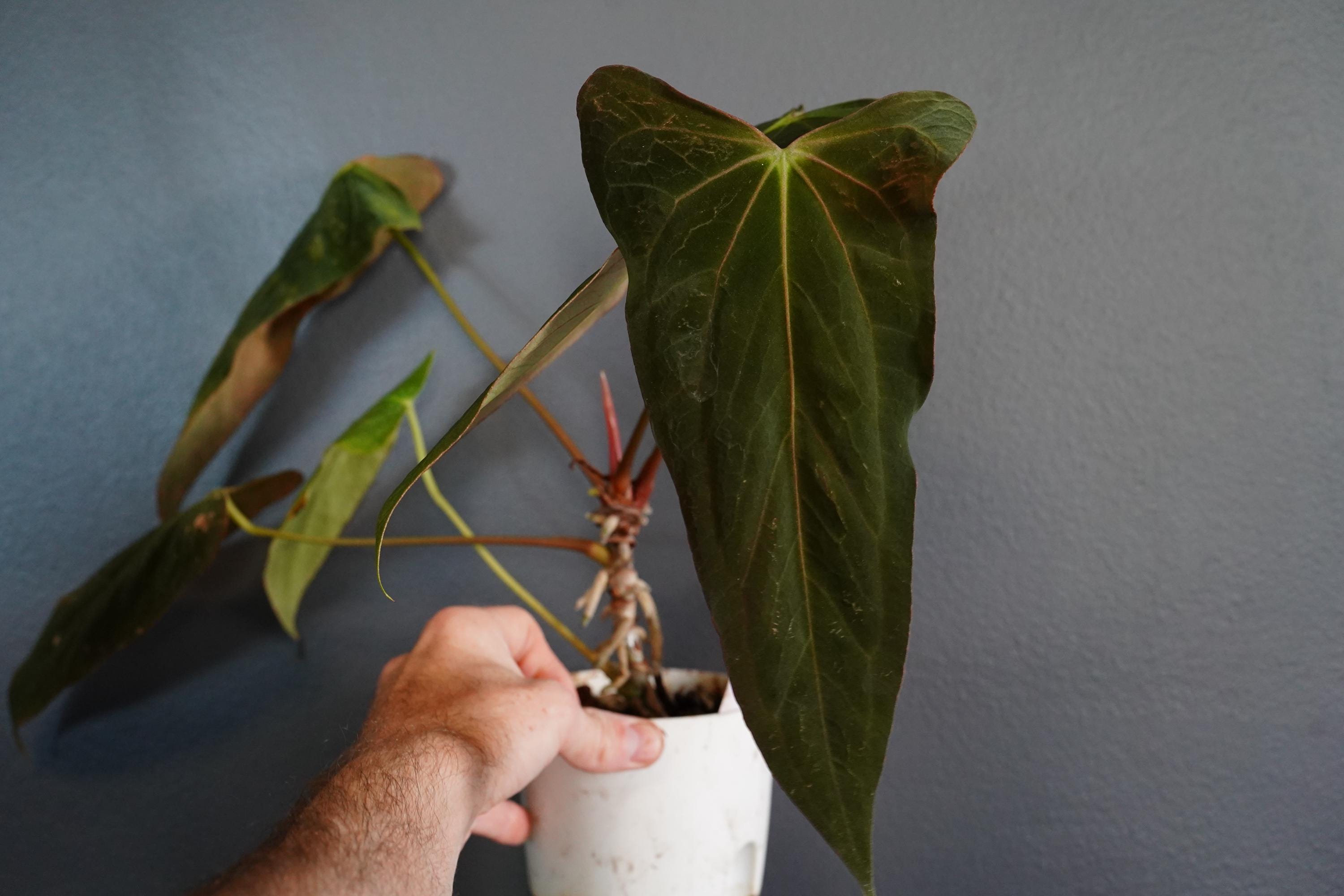 Anthurium Portillae X - Etsy