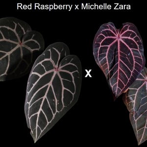 Anthurium Michelle X Zara Doc Block - Etsy