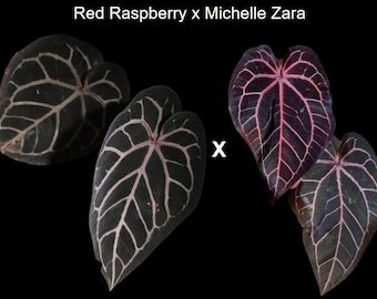 Anthurium KOS X Red Crystal - Large Seedling - Etsy