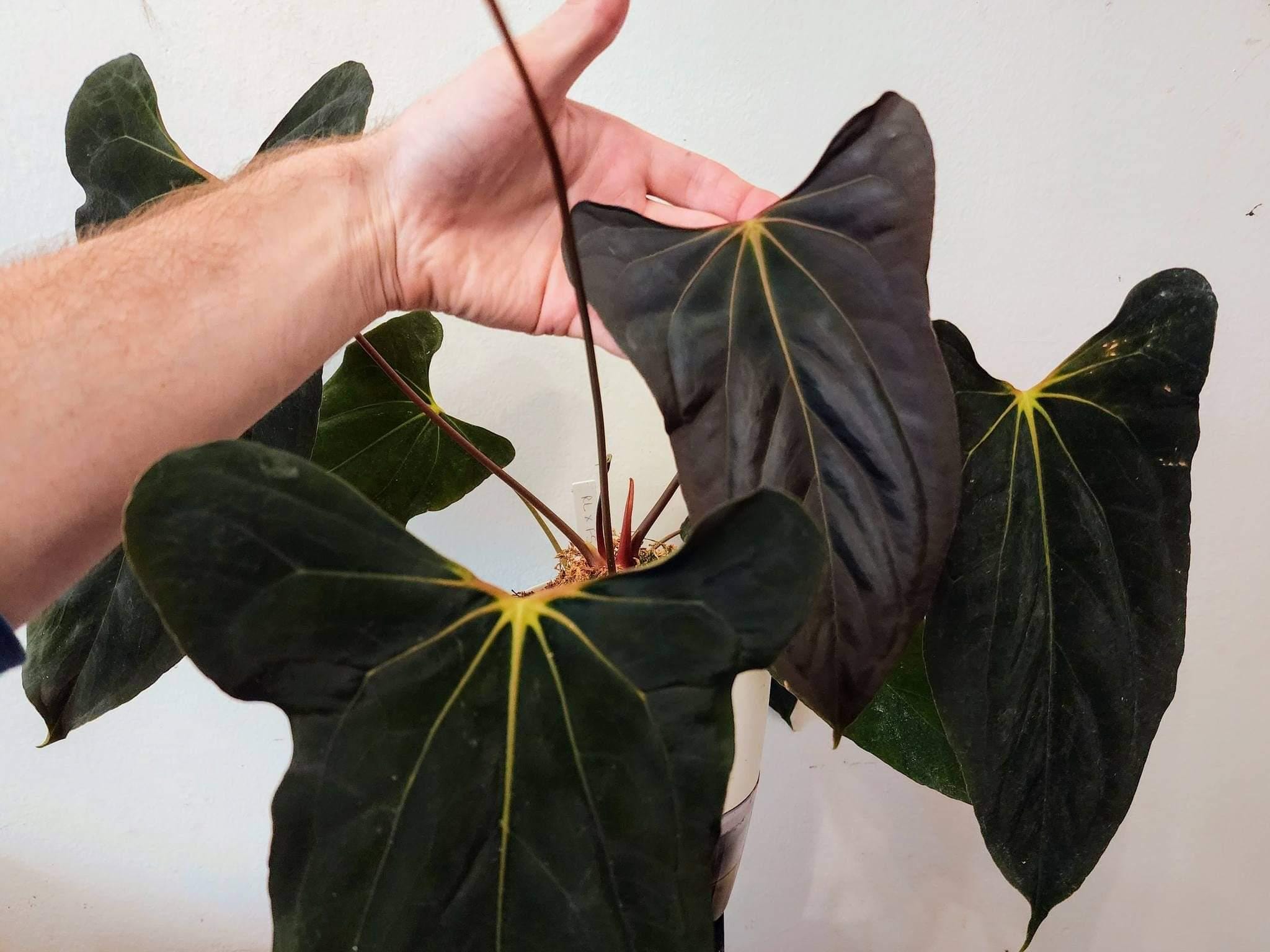 Anthurium Portillae Dorito - Etsy