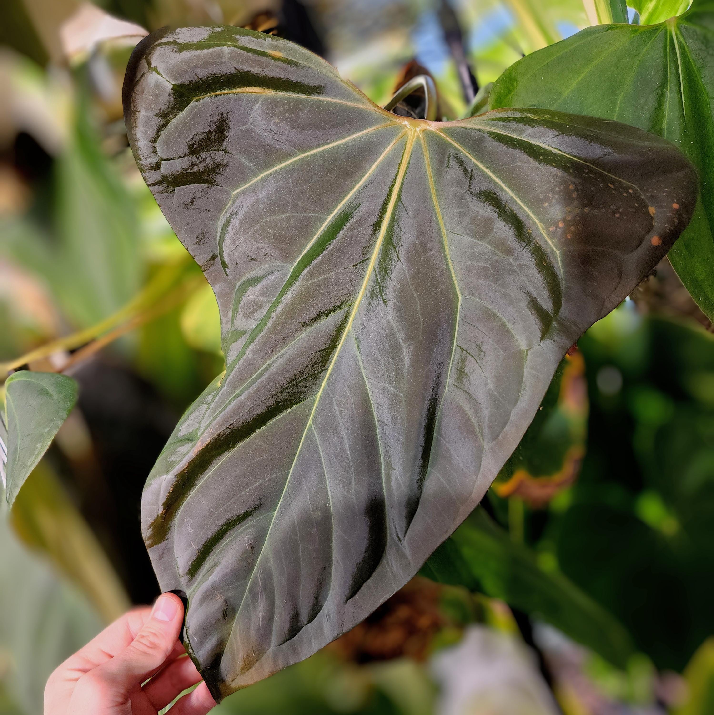 Anthurium Mr.worldwide X RL Self Papillilaminum Wide Sinus