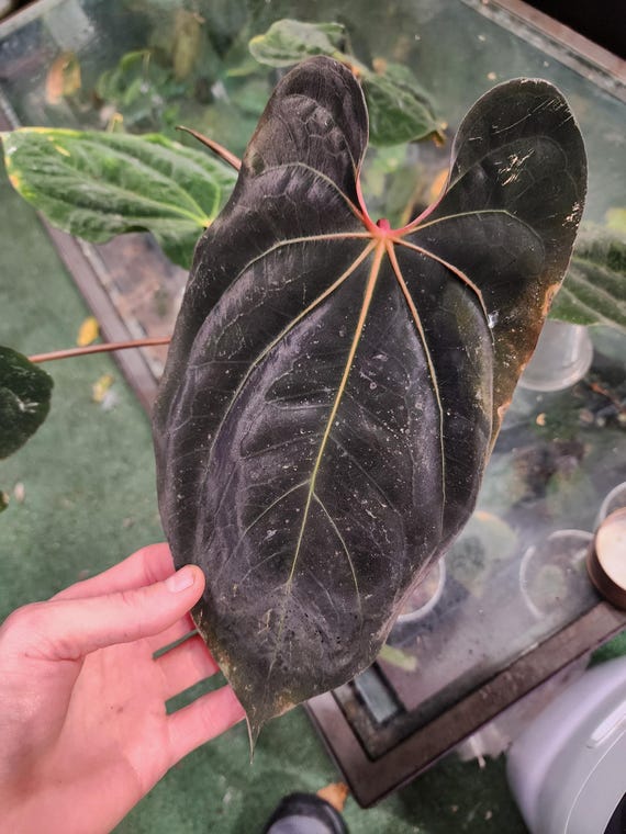 Anthurium Red-vein Papx X Necromancer Dreamweaver Seedling - Etsy