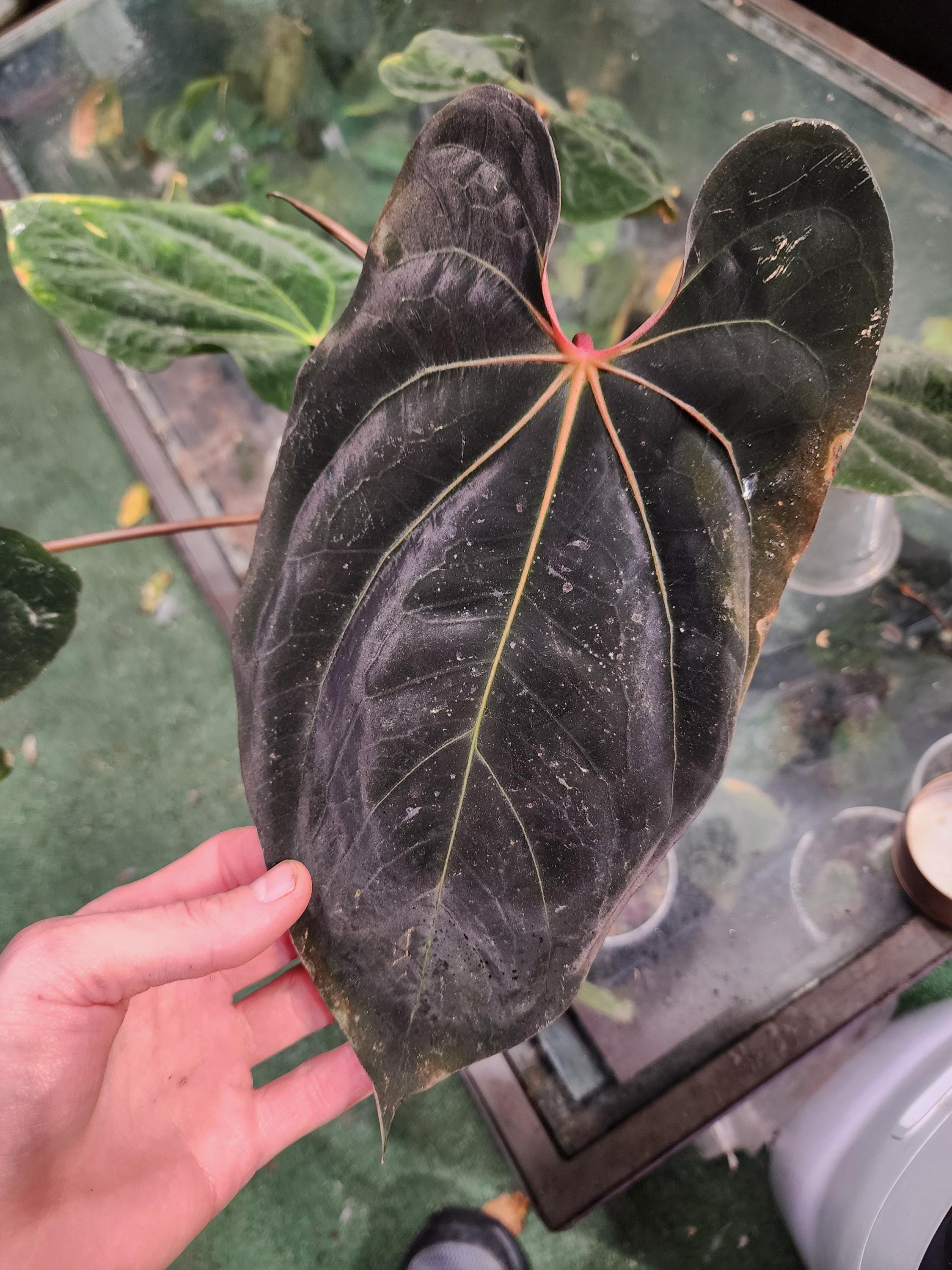 Z10ベッセアエ × デビリス×ドリームウィーバー×パピリラミナム アンスリウムAnthurium （(besseae × debilis) × ('Dreamweaver