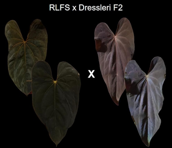 Anthurium RLFS X Dressleri F2 Seedling - Etsy