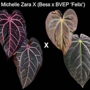 Anthurium Zara X Anthurium Michelle - Etsy