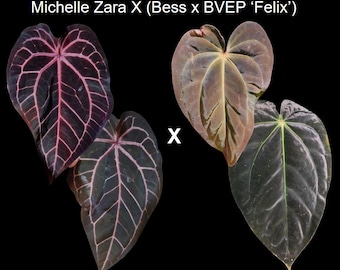 RedCrystallinum × Blackwidow × Michelle Probably the best Anthurium Black Widow x Michelle we have