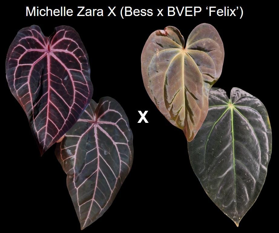Anthurium Michelle Zara X (bess X BVEP 'felix') Seedling - Etsy