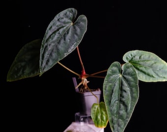 Anthurium AOS DF X RVDP (tezula Ace of Spades X Red Vein Dark