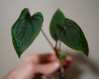Seed Grown Anthurium Black Sweet X Fort Sherman Starter Plant (ALL
