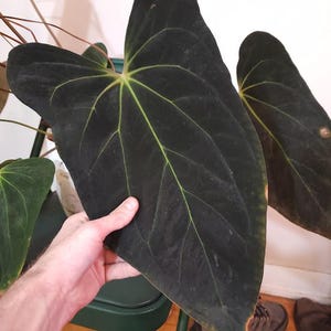 Anthurium Portillae X - Etsy