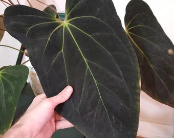 Anthurium Red-vein Papx X Necromancer Dreamweaver Seedling - Etsy
