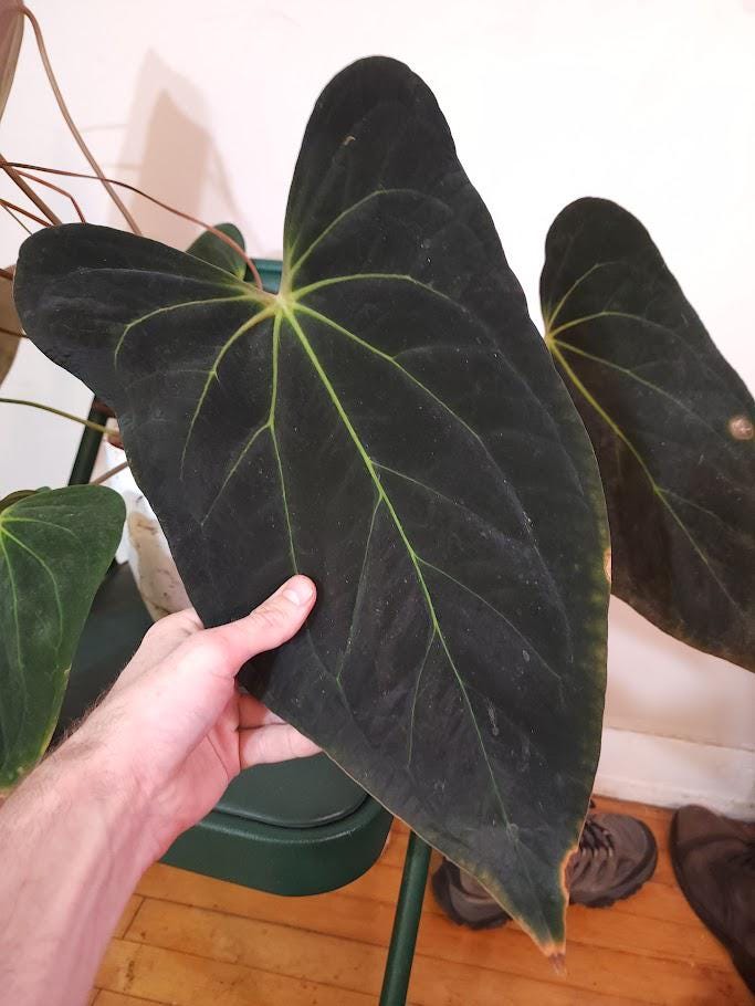 Anthurium Portillae Dorito - Etsy