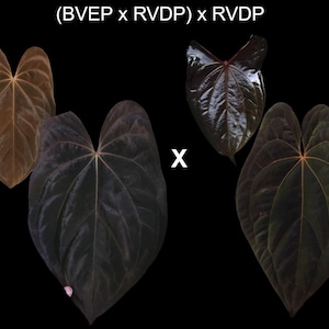 Anthurium (BVEP X RVDP) X RVDP Backcross Seedling - Etsy