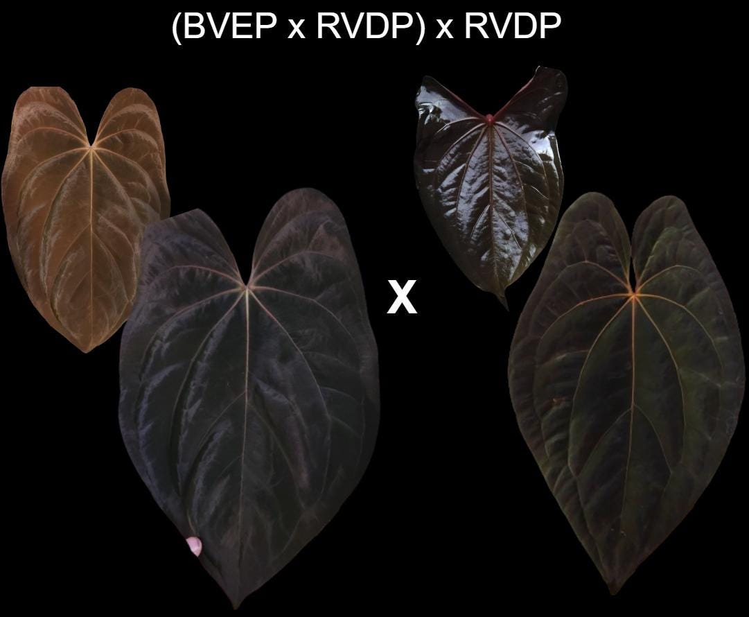 Anthurium Red Vein Dark Phoenix - Etsy