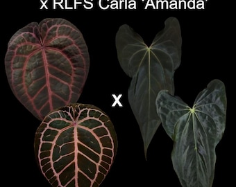 Anthurium Necromancer Dreamweaver x RLFS Carla 'Amanda' large select seedling