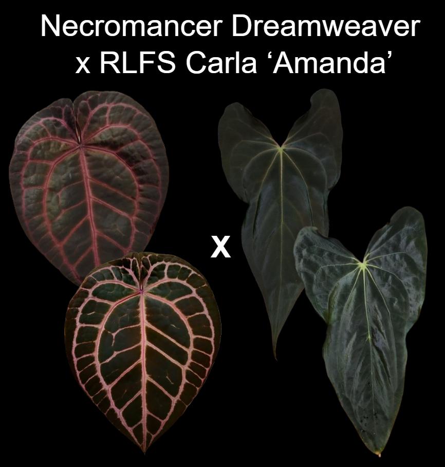 プレイリームラノ 83019800c0-purestorage-