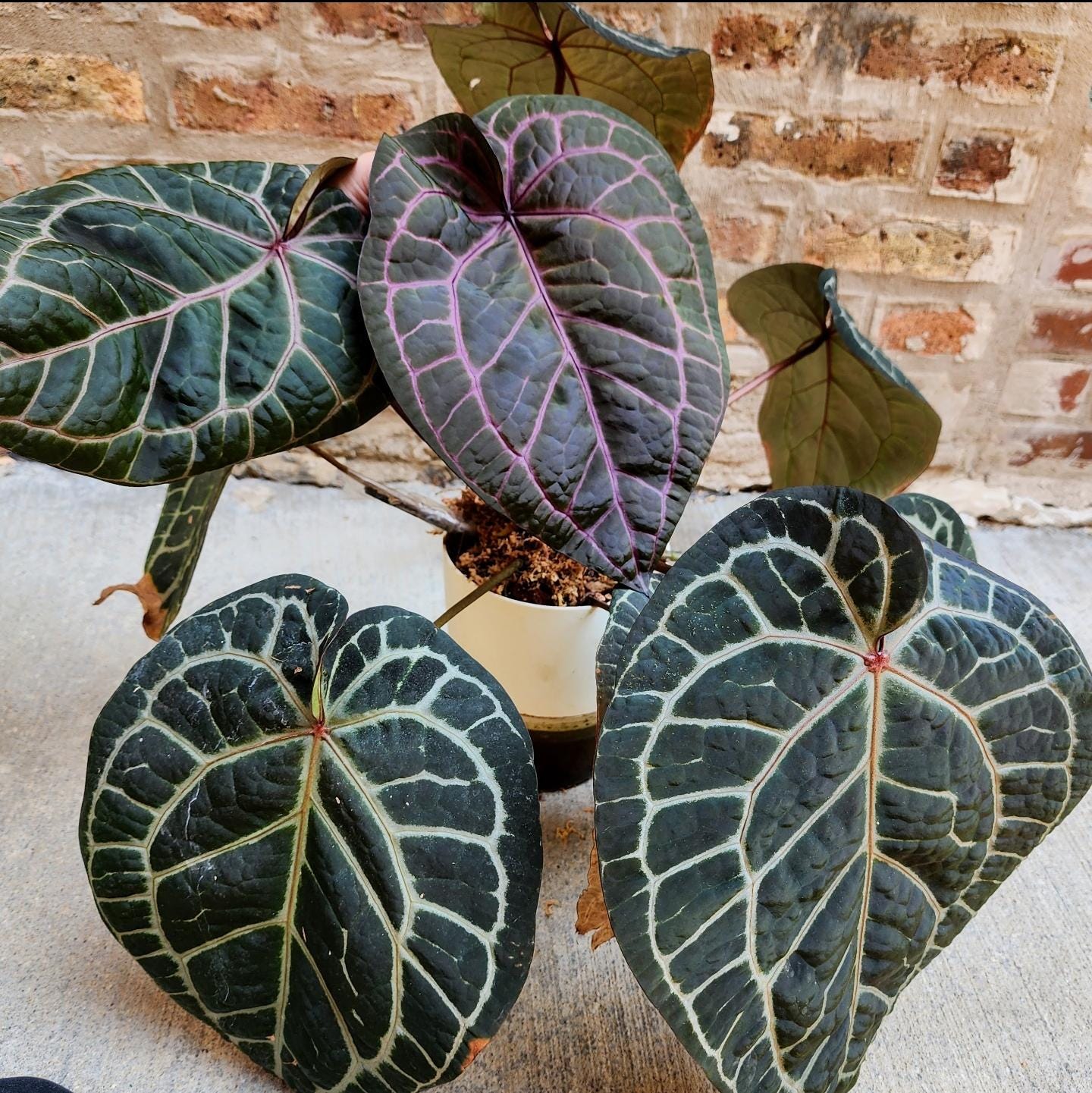 Z10ベッセアエ × デビリス×ドリームウィーバー×パピリラミナム MonsteraX Marketplace | Anthurium papillilaminum ra4 self