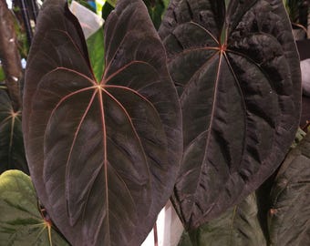 Anthurium Necromancer Dreamweaver X RLFS Carla 'amanda' Large