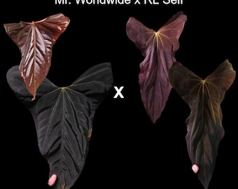 Anthurium Mr.worldwide X RL Self Papillilaminum Wide Sinus