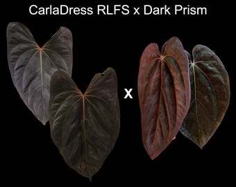 Hu Kos X Self 1 Leaf Sprouts , Exclusive Early Drop! - Etsy