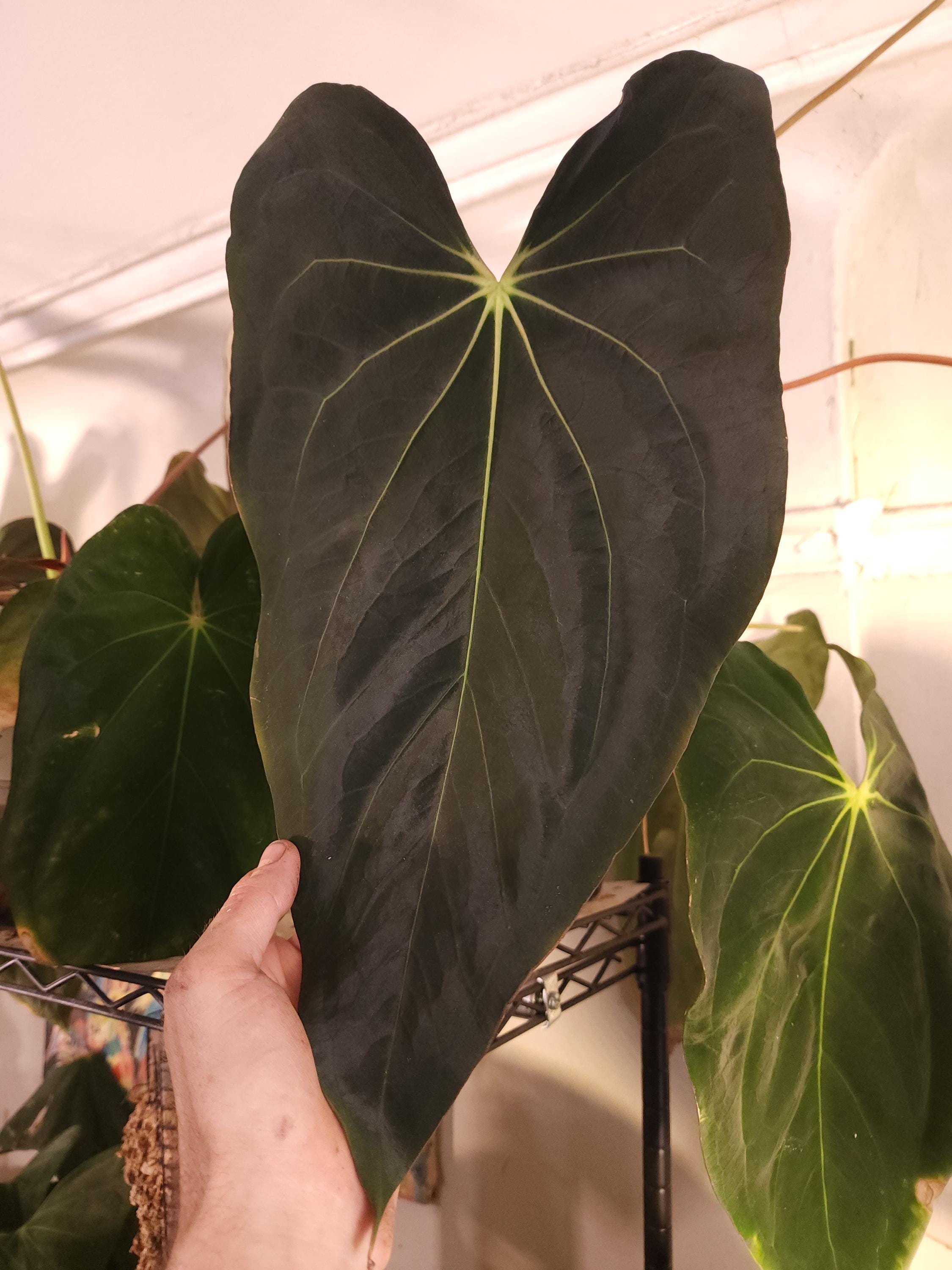 Anthurium Necromancer Dreamweaver X RLFS Carla 'amanda' Large