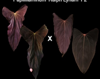 Anthurium Papillilaminum 'Ralph Lynam' sprout