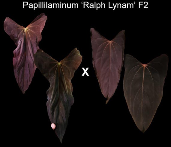 Anthurium Papillilaminum 'ralph Lynam' Sprout - Etsy