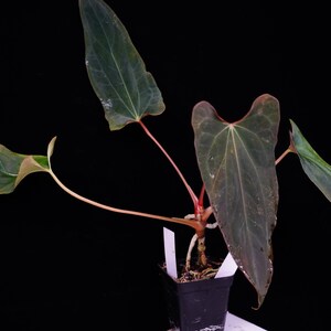 Anthurium Portillae Dorito - Etsy