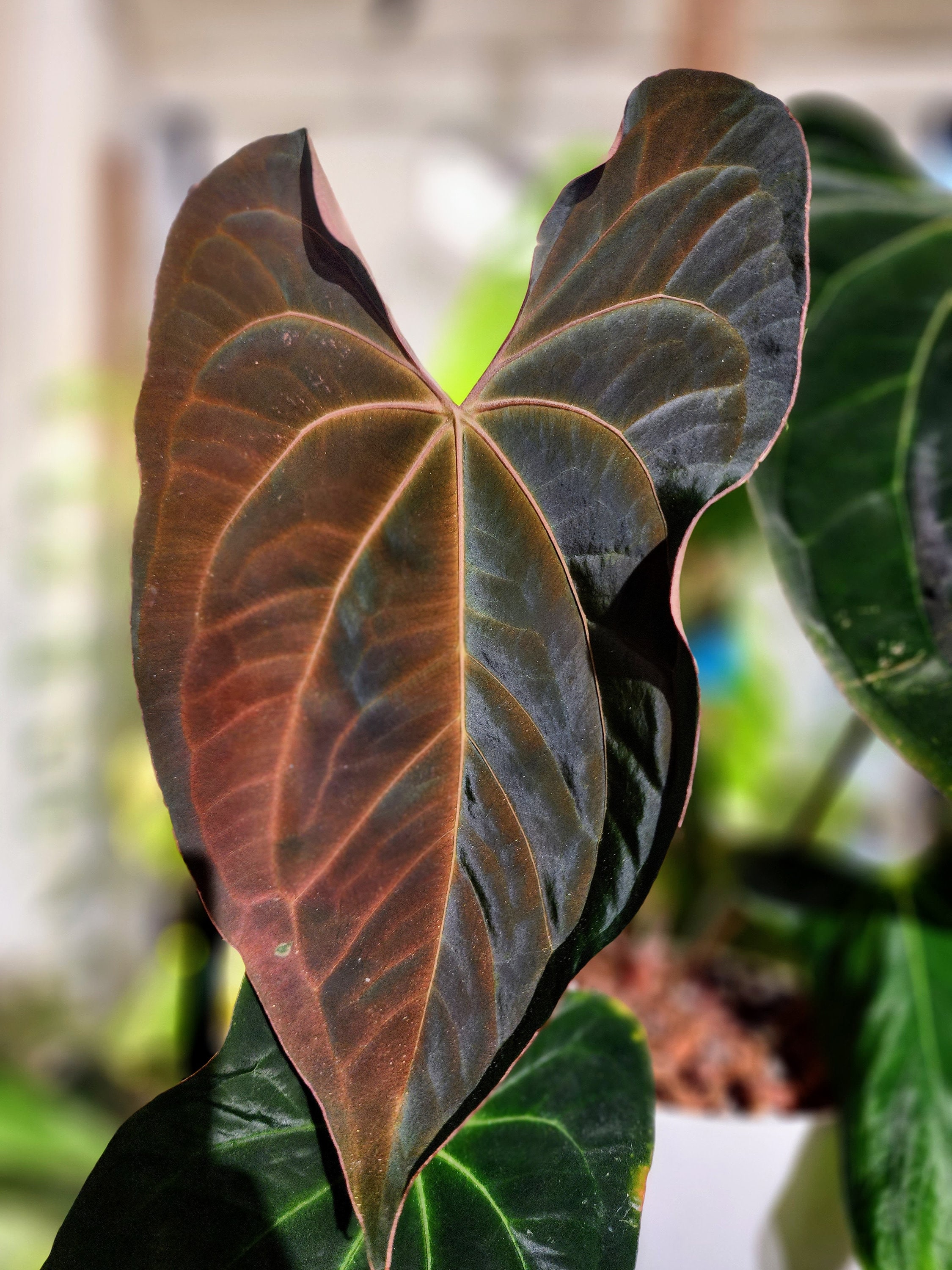Anthurium Aos X Papillilaminum - Etsy Anthurium Aos X Papillilaminum - Etsy