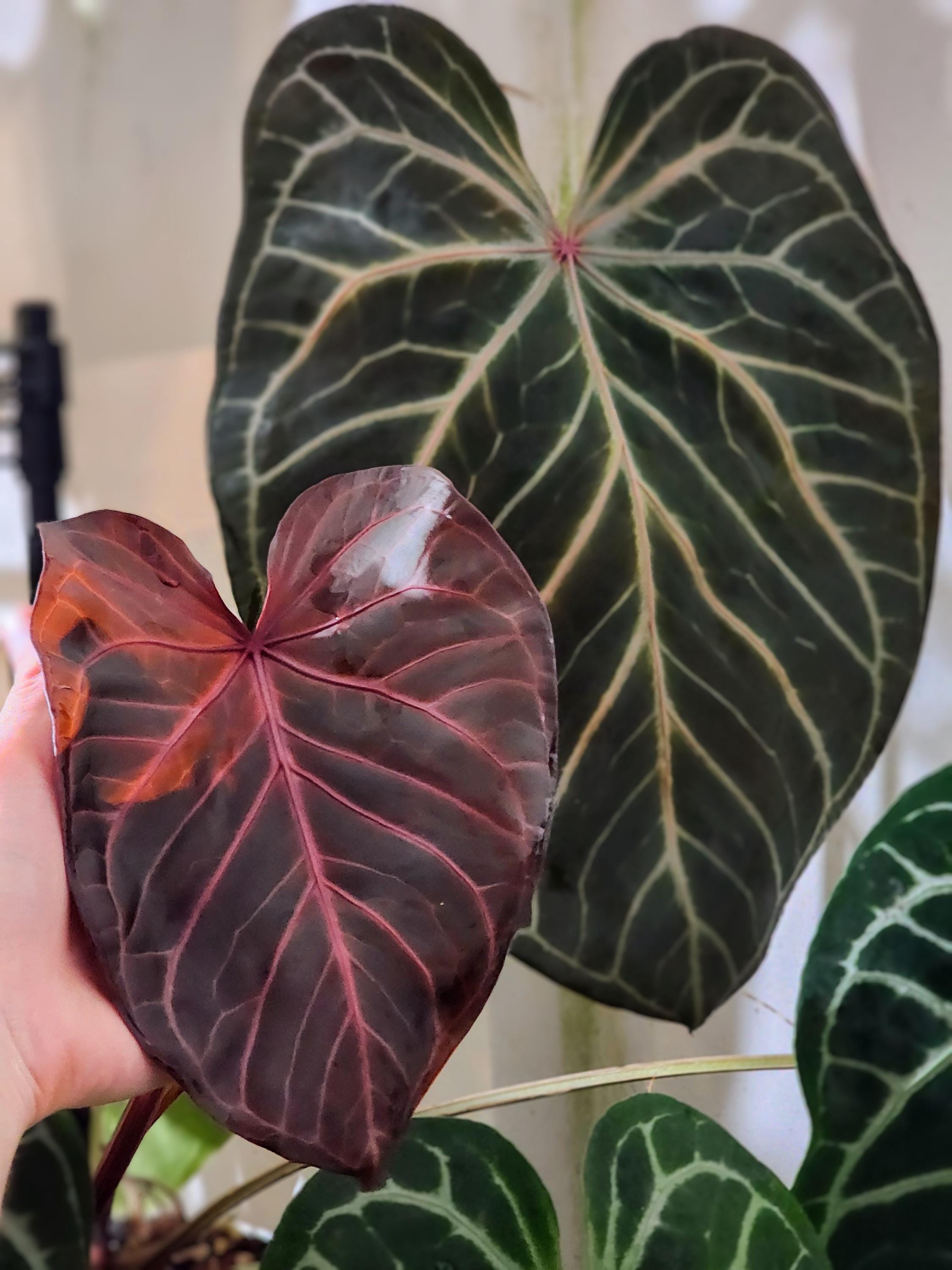 Anthurium Complex Red Crystallinum Seedling - Etsy