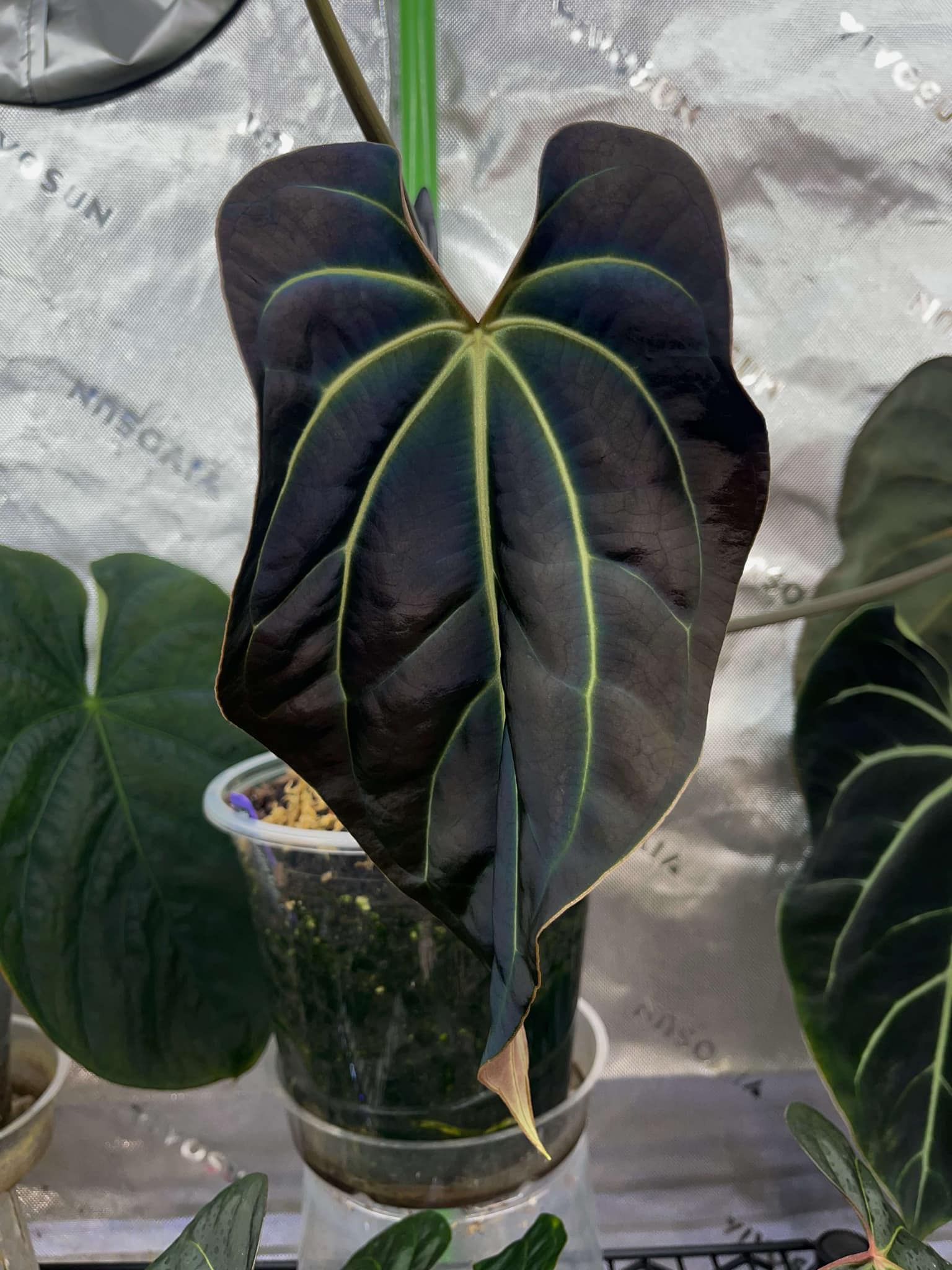 Anthurium RLFS X Besseae Aff 