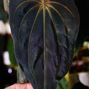 Anthurium Velvet - Etsy