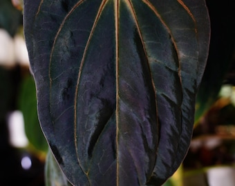 Anthurium DressCarla x Besseae aff "Blackbird" seedling