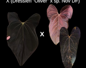 Seed Grown Anthurium Black Sweet X Fort Sherman Starter Plant (ALL