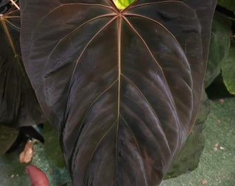 Anthurium Carladress RLFS X Necromancer Dreamweaver Seedling - Etsy