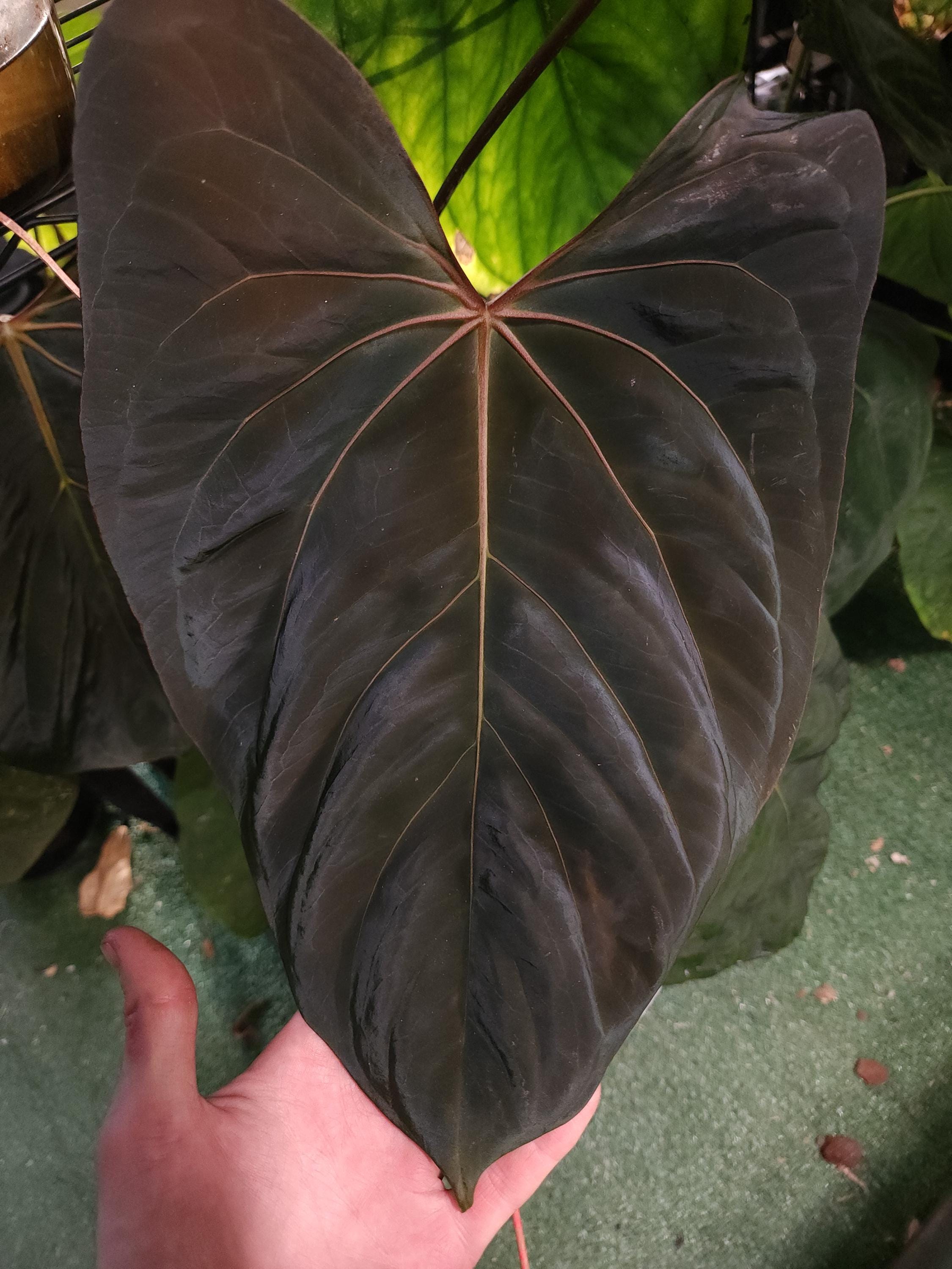 Anthurium Carladress RLFS X Necromancer Dreamweaver Seedling - Etsy